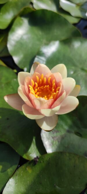 Nymphaea pygmaea 'Phoebus'