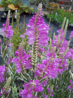 Physostegia virginiana