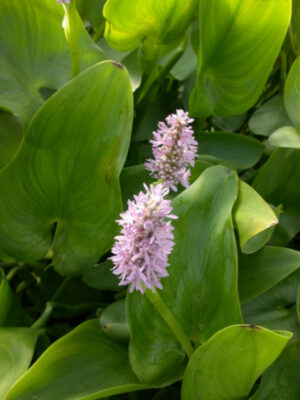 Pontederia cordata 'Singapore Pink'