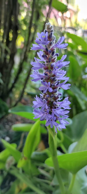 Pontederia lanceolata