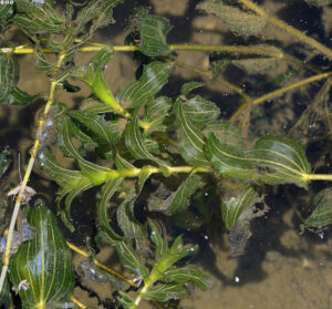Potamogeton crispus