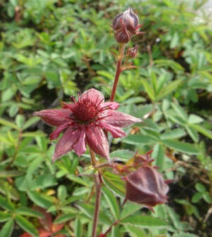 Potentilla palustris