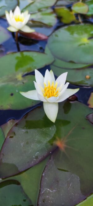 Nymphaea pygmaea 'Alba'