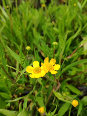 Ranunculus flammula
