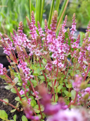 Rotala rotundifolia