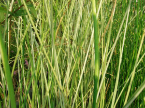 Scirpus 'Albescens' (sin. Schoenoplectus lacustris sub. Tabernaemontani 'Albescens')