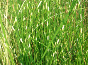 Scirpus 'Zebrinus' (sin. Scoenplectus lacustris sub.Tabernaemontani 'Zebrinus')
