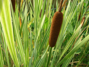 Typha latifolia 'Variegata'