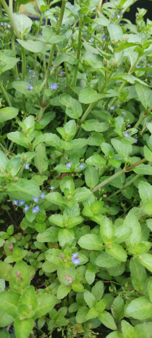 Veronica beccabunga