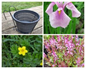 Rose Queen - Set Palustre minipond