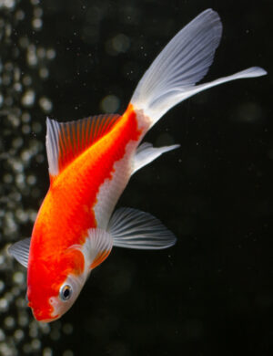 Carassius auratus 'Sarasa'