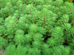 Myriophyllum proserpinacoides