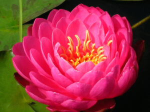 Nymphaea 'Perry's Fire Opal'