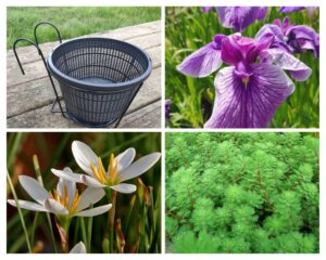 Prairie Glory - Set Palustre minipond