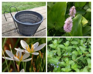 Singapore - Set Palustre minipond