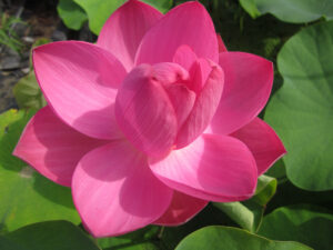 Nessuna immagine impostata