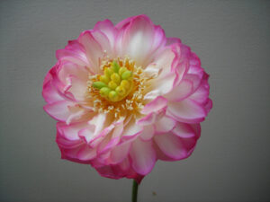 Nessuna immagine impostata