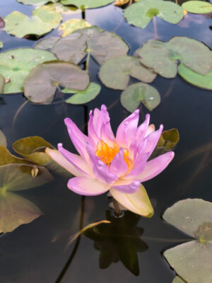 Nessuna immagine impostata