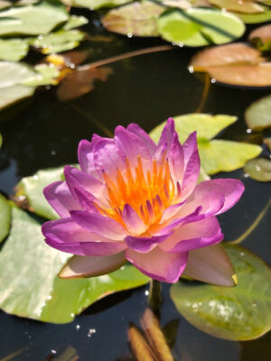 Nessuna immagine impostata