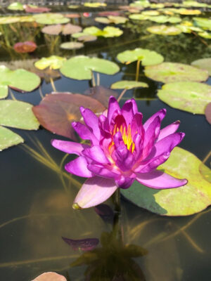 Nessuna immagine impostata