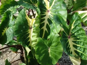 Colocasia esculenta 'White Lava'