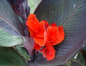 Nessuna immagine impostata