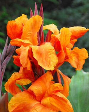 Nessuna immagine impostata