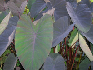 Nessuna immagine impostata