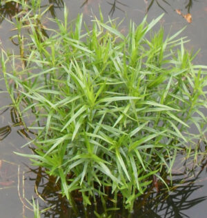 Nessuna immagine impostata