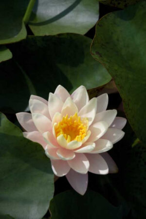 Nessuna immagine impostata