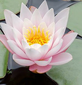 Nessuna immagine impostata