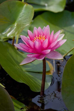 Nessuna immagine impostata