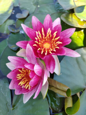 Nessuna immagine impostata