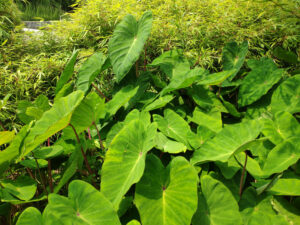 Colocasia esculenta 'Pink China'