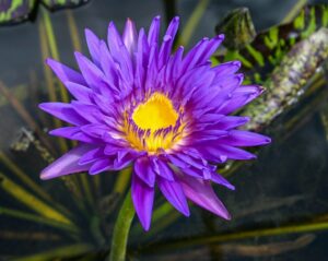 Nymphaea 'Blue Aster'
