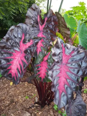 Colocasia esculenta 'Redemption'