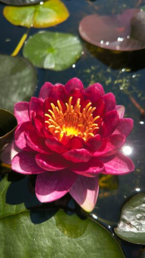 Nymphaea 'Red Queen'