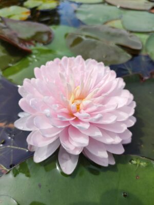 Nymphaea 'Siam Pink Moon'