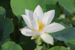 Nelumbo 'Baiyi Zhanshi'
