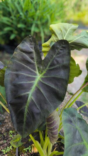 Colocasia esculenta 'Aloha'