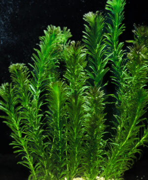 Elodea densa