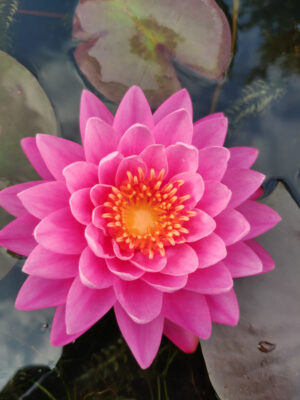 Nymphaea 'Celebration'