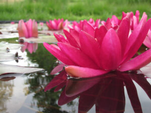 Nymphaea 'Granat'