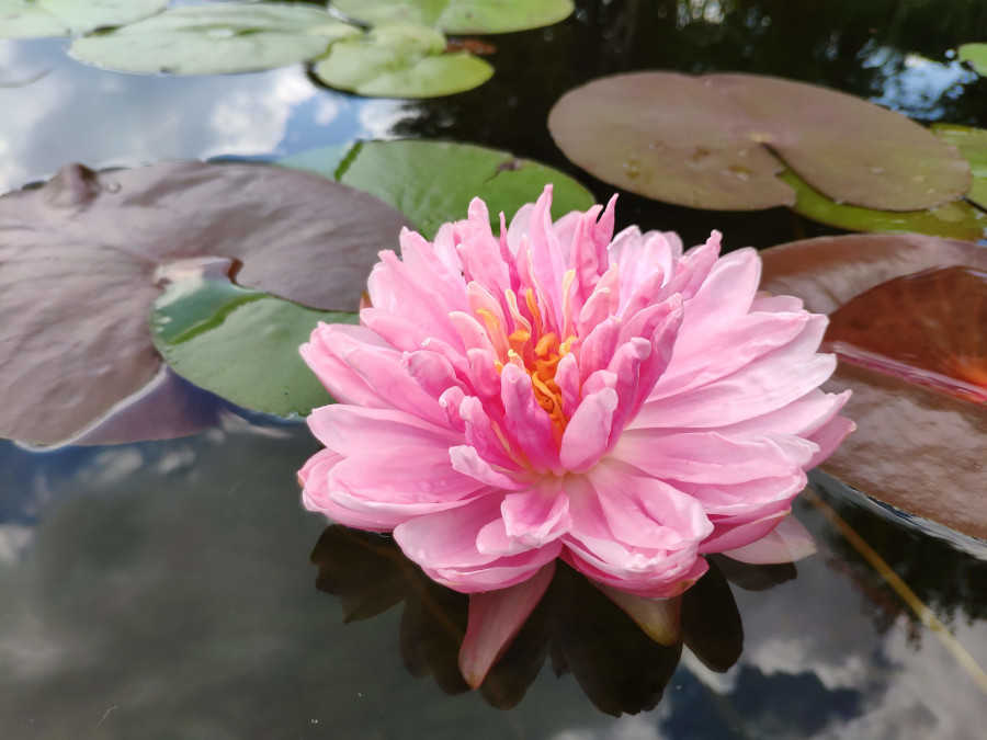 Nymphaea 'Lily Pons' - immagine 3
