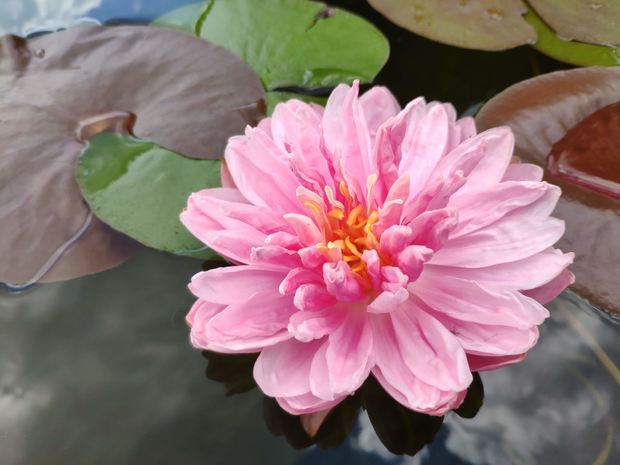 Nymphaea 'Lily Pons' - immagine 2