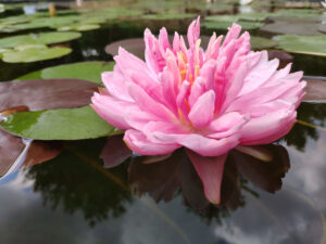 Nymphaea 'Lily Pons'