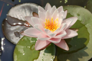 Nymphaea 'Martha'