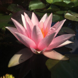 Nymphaea 'Millenium Pink'