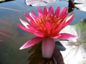 Nymphaea 'Sirius'