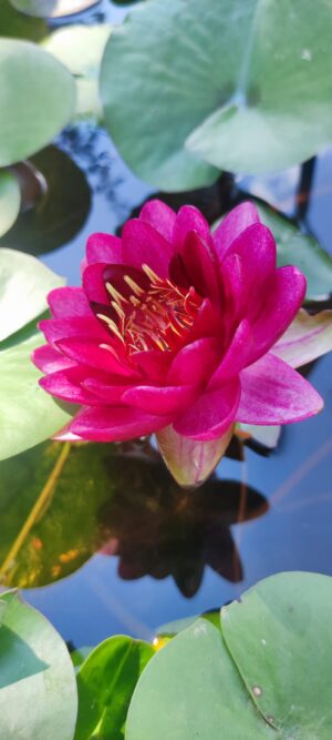 Nymphaea 'Siam Garnet'